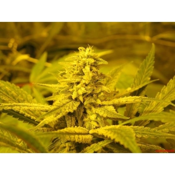 No Name (Medical Seeds) feminizowane