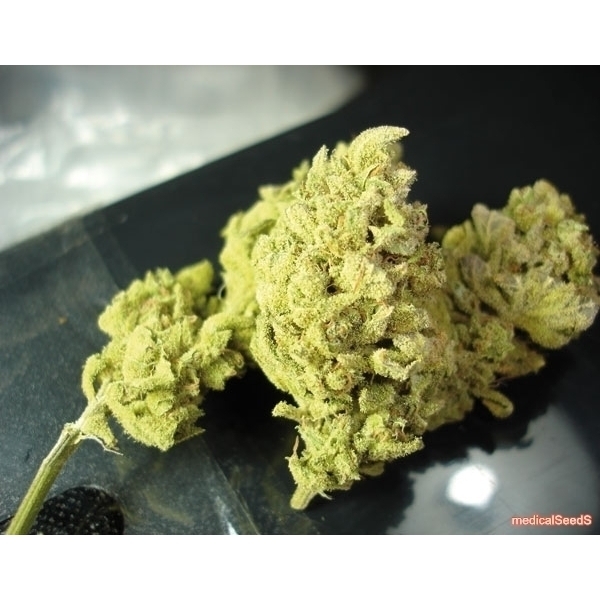 No Name (Medical Seeds) feminizowane