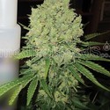 Prozack (Medical Seeds) feminizowane