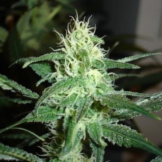 Prozack (Medical Seeds) feminizowane