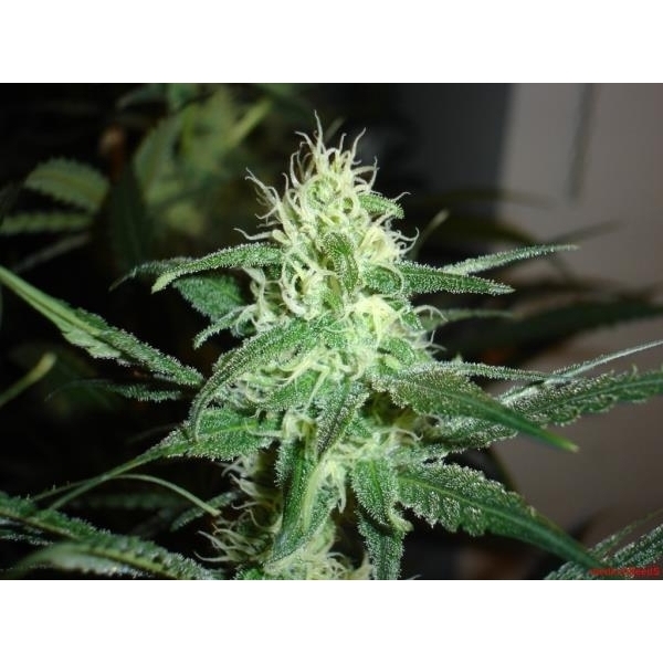 Prozack (Medical Seeds) feminizowane