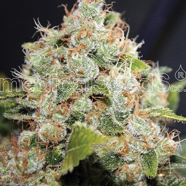 BCN Sour Diesel (Medical Seeds) feminizowane