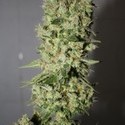BCN Sour Diesel (Medical Seeds) feminizowane