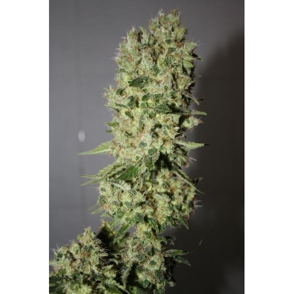 BCN Sour Diesel (Medical Seeds) feminizowane