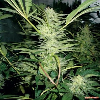White Widow (Medical Seeds) feminizowane