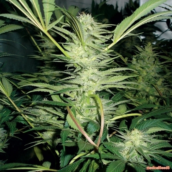 White Widow (Medical Seeds) feminizowane