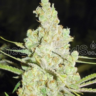 1024 (Medical Seeds) feminizowane