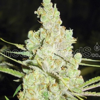 1024 (Medical Seeds) feminizowane