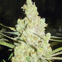 1024 (Medical Seeds) feminizowane