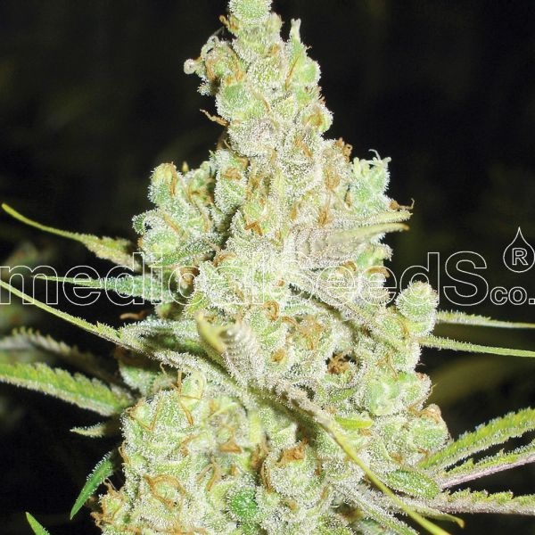 1024 (Medical Seeds) feminizowane