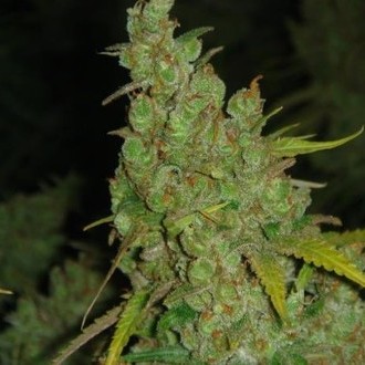 1024 (Medical Seeds) feminizowane
