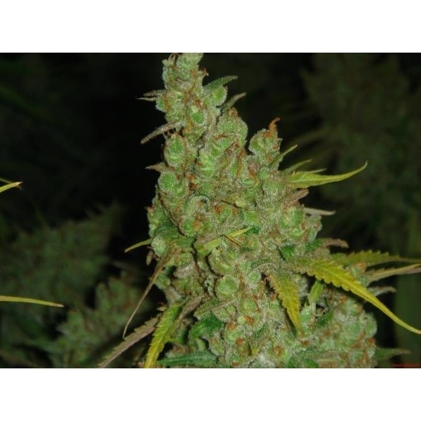 1024 (Medical Seeds) feminizowane