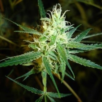 1024 (Medical Seeds) feminizowane
