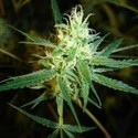 1024 (Medical Seeds) feminizowane