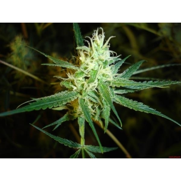1024 (Medical Seeds) feminizowane