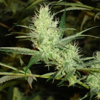 1024 (Medical Seeds) feminizowane
