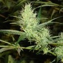1024 (Medical Seeds) feminizowane