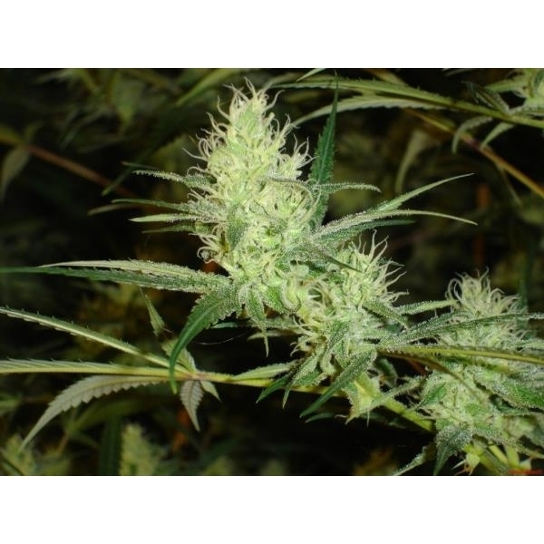 1024 (Medical Seeds) feminizowane