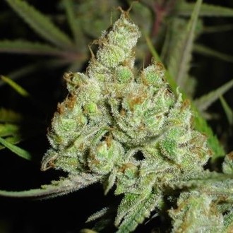 1024 (Medical Seeds) feminizowane