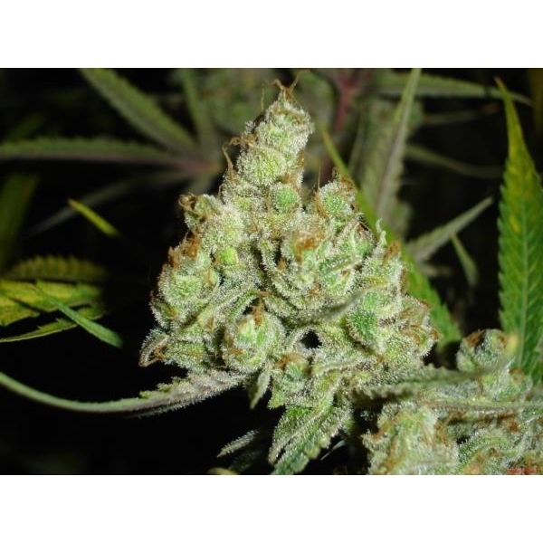 1024 (Medical Seeds) feminizowane