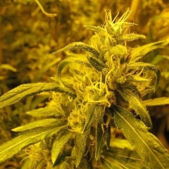 2046 (Medical Seeds) feminizowane