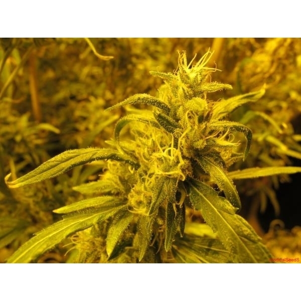 2046 (Medical Seeds) feminizowane