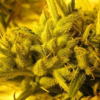 2046 (Medical Seeds) feminizowane