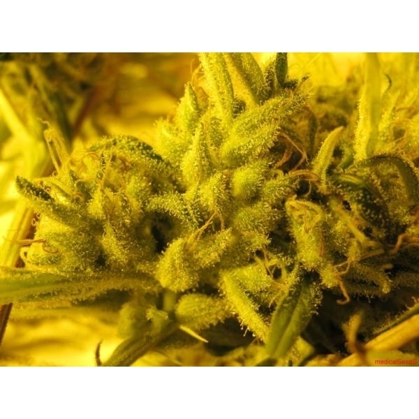 2046 (Medical Seeds) feminizowane