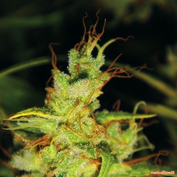 2046 (Medical Seeds) feminizowane