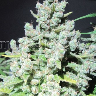 Malakoff (Medical Seeds) feminizowane