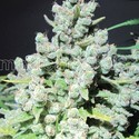 Malakoff (Medical Seeds) feminizowane
