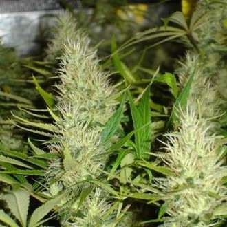 Malakoff (Medical Seeds) feminizowane