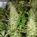 Malakoff (Medical Seeds) feminizowane