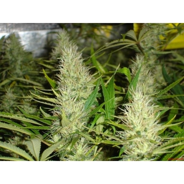Malakoff (Medical Seeds) feminizowane