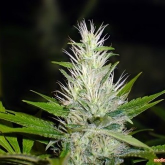Malakoff (Medical Seeds) feminizowane