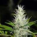 Malakoff (Medical Seeds) feminizowane