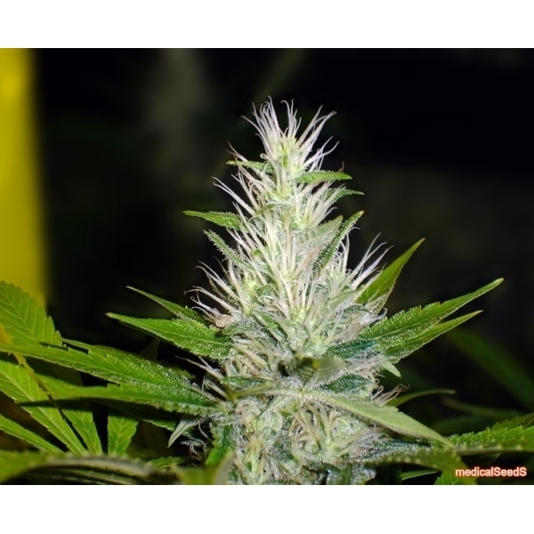 Malakoff (Medical Seeds) feminizowane