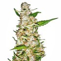 Skunk 1 Automat (Sensi Seeds) feminizowane