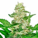 Super Skunk Automat (Sensi Seeds) feminizowane