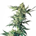 Northern Lights (Sensi Seeds) feminizowane
