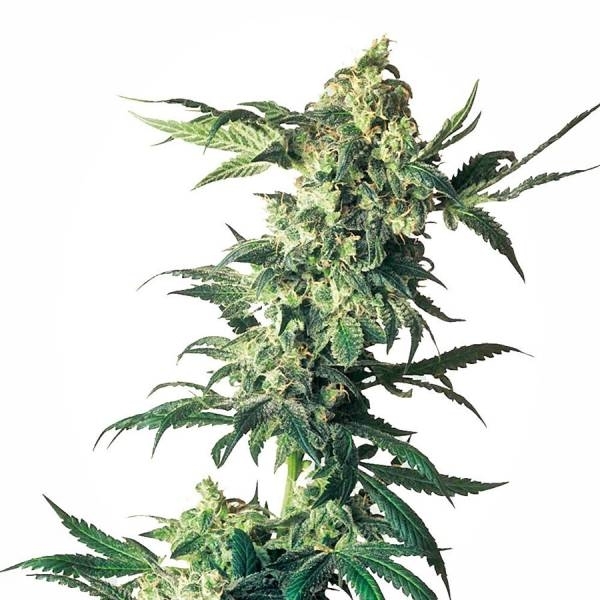 Northern Lights (Sensi Seeds) feminizowane