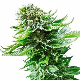 Northern Lights Automat (Sensi Seeds) nasiona marihuany feminizowane