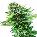 Northern Lights Automat (Sensi Seeds) nasiona marihuany feminizowane