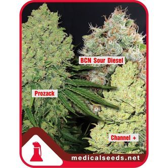 Kolekcja 1 (Medical Seeds) nasiona marihuany feminizowane