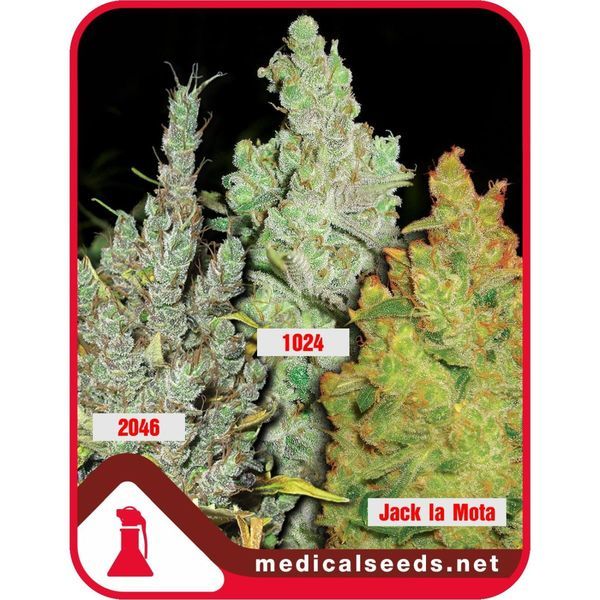 Collection 2 (Medical Seeds) feminizowane