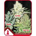 Kolekcja 4 (Medical Seeds) feminizowane