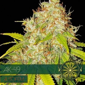 AK-49 Automat (Vision Seeds) feminizowane