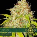 AK-49 Automat (Vision Seeds) feminizowane