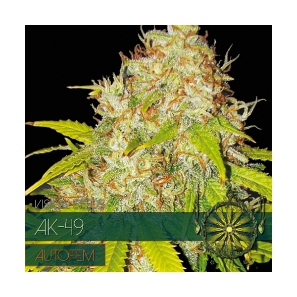 AK-49 Automat (Vision Seeds) feminizowane