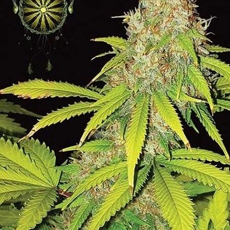 AK-49 Automat (Vision Seeds) feminizowane